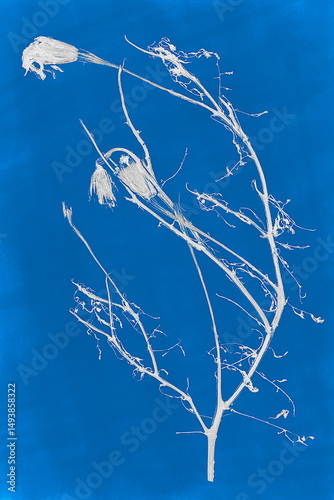 Monochrome cyanotype image of dead plants on a blue background.