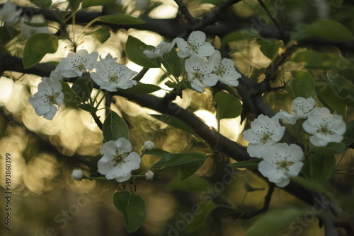 blooming tree