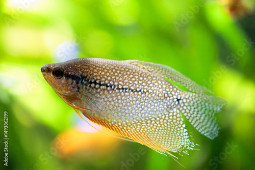 Pearl gourami, Trichopodus leerii photo