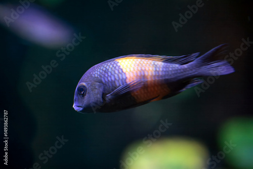 Blunthead cichlid, Tropheus moori