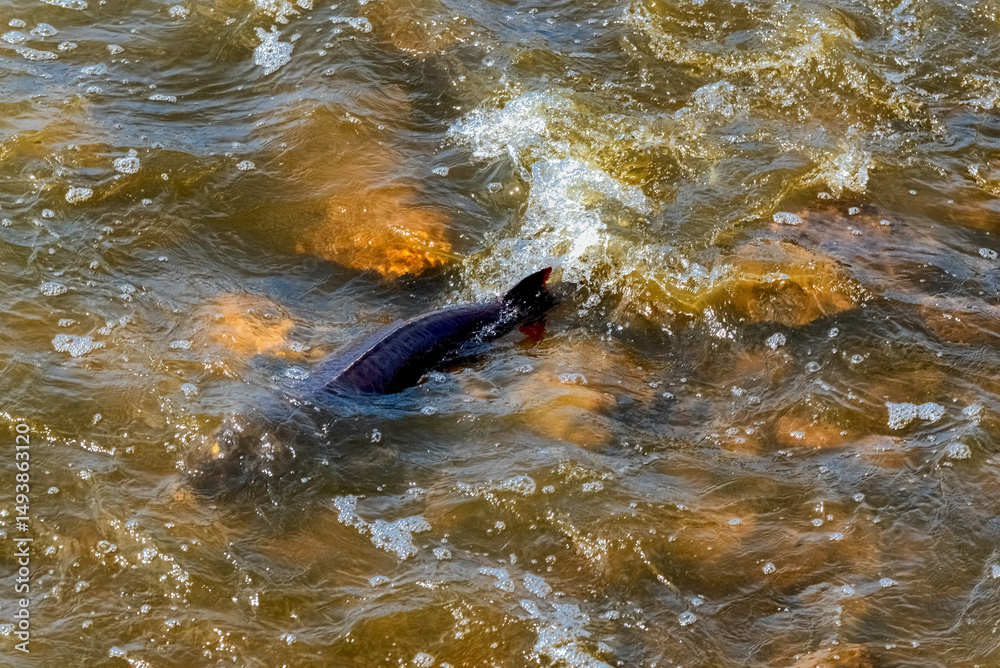 Fototapeta premium Lake Sturgeon Spawning At The Fox River Dam And Rapids At De Pere, Wisconsin, In Spring