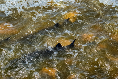 Lake Sturgeon Spawning At The Fox River Dam And Rapids At De Pere, Wisconsin, In Spring