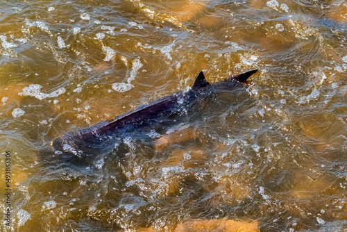 Lake Sturgeon Spawning At The Fox River Dam And Rapids At De Pere, Wisconsin, In Spring