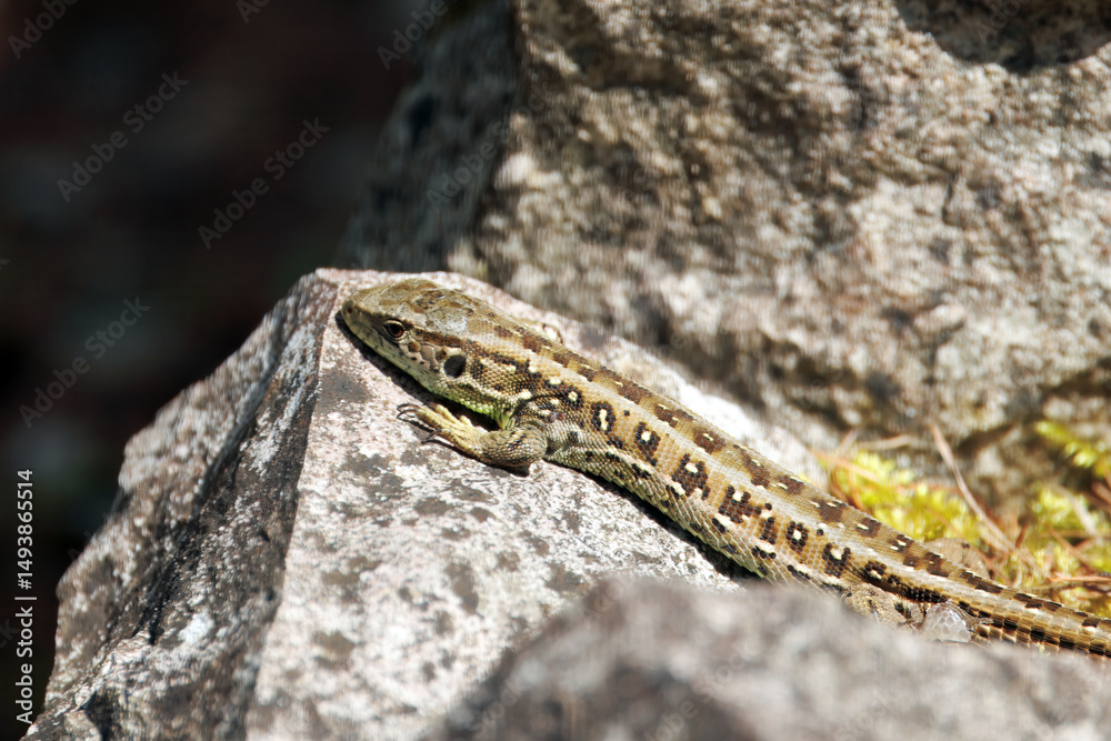 Naklejka premium Sand Lizard, Lacerta agilis