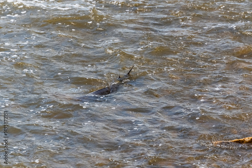 Lake Sturgeon Spawning At The Fox River Dam And Rapids At De Pere, Wisconsin, In Spring
