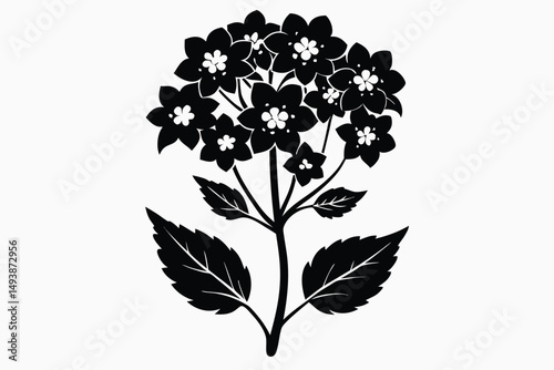 Black and White Silhouette of Hydrangea Flowers with Leaves Botanical Illustration