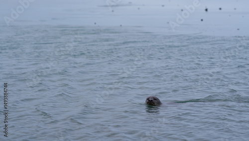 Photography Harbor seal swimming in cold ocean water