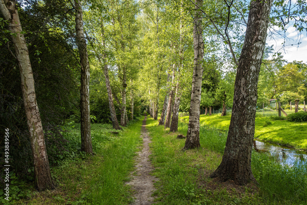 Fototapeta premium The photo shows a tranquil forest landscape with tall birch trees, a green canopy