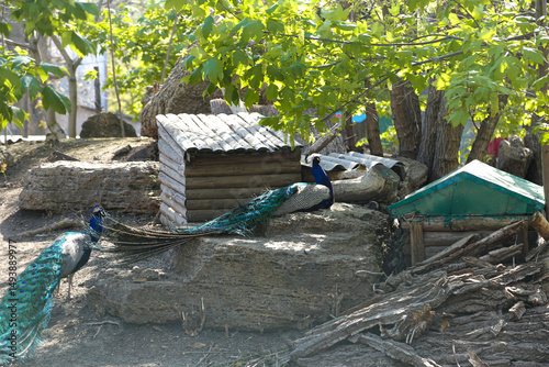 A peacock poses for the camera on the zoo grounds
