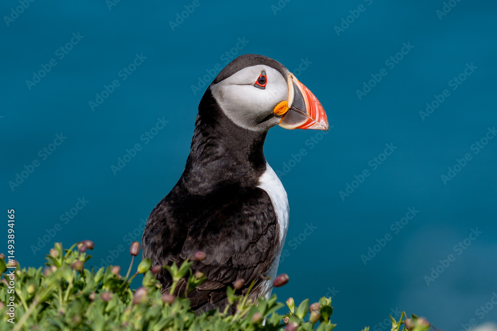 Fototapeta premium atlantic puffin on skomer island