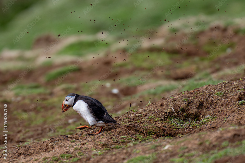 Obraz premium atlantic puffin digging
