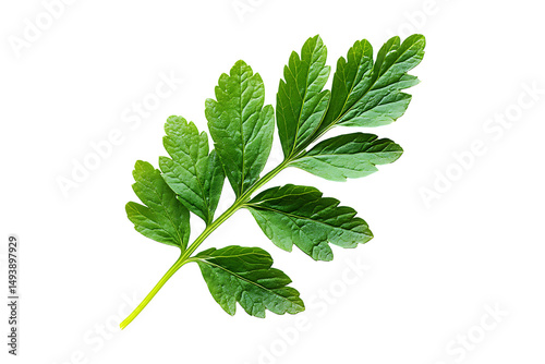 chervil leaf isolated on a transparent background.