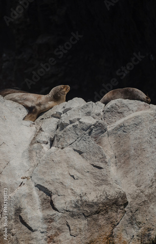 Leones marinos