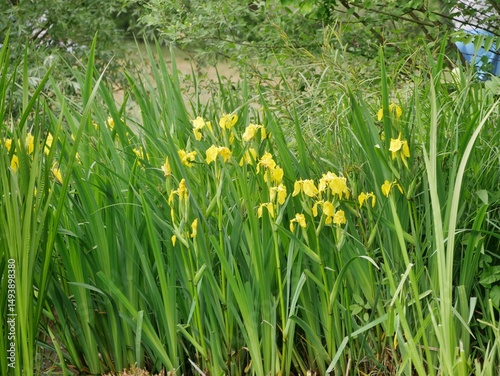 Gelbe Blüten im Ufer-Schilf im Hambugrer Stadtpark