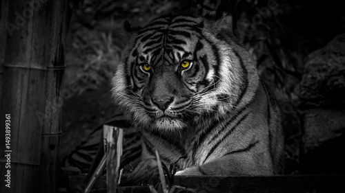 Photography Tiger
