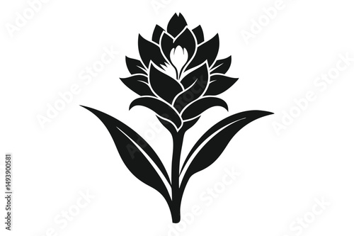 Black and White Turmeric Flower Plant Vector Illustration Design Element Artwork