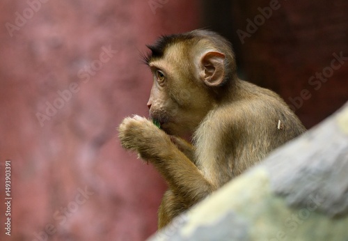 Macaca nemestrina