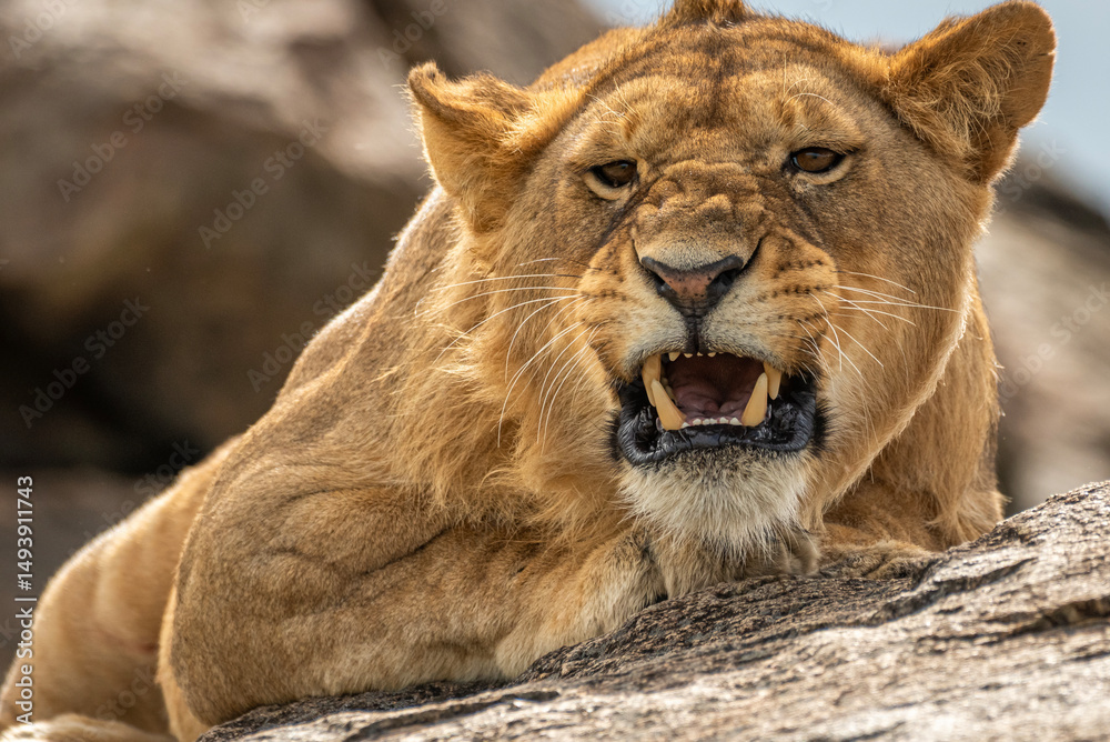 Obraz premium Lion