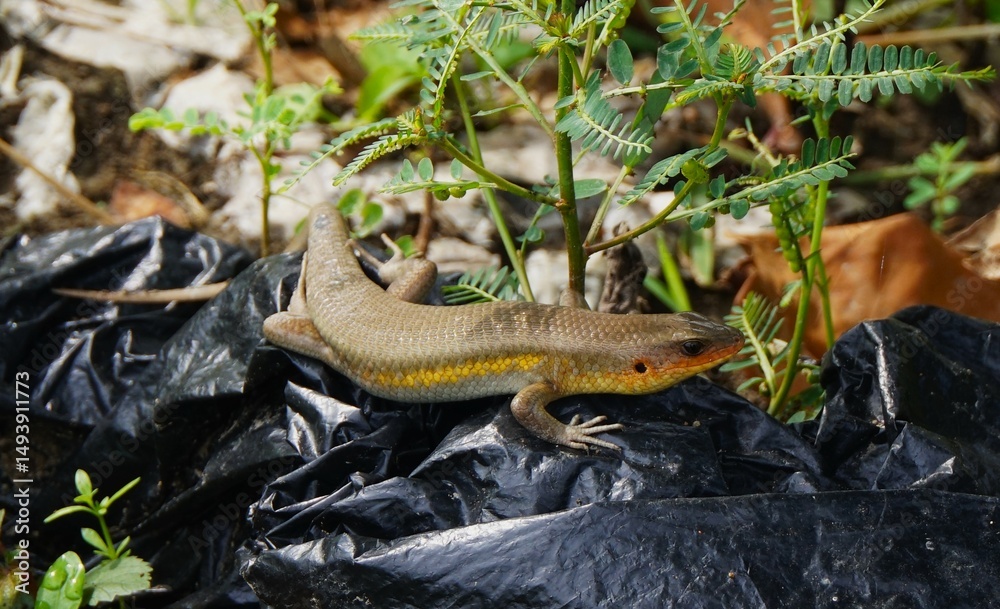Obraz premium Eutropis multifasciata, often called the garden lizard, this reptile is often found in rice fields and gardens.
