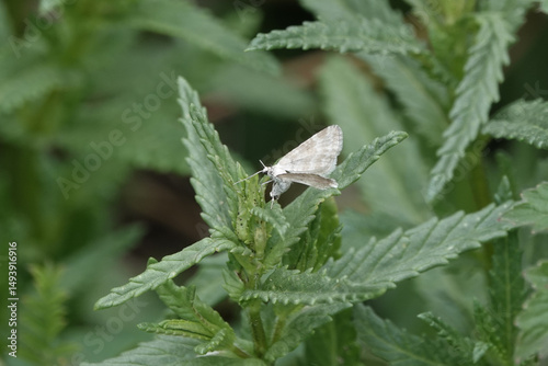 A Grass Rivulet moth (Perizoma albulata) on the leaves of  Yellow Rattle