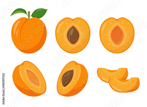 Set of fresh apricots fruits icons. Whole and half apricot and pieces. Organic fruits for juice, smoothie or vitamin healthy food. Vector icons illustration isolated on white background.
