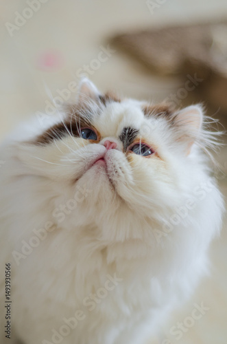 white persian cat looking up