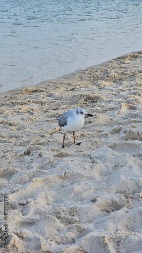 Seagull on the beach