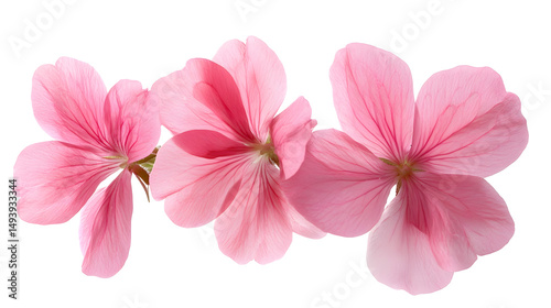 Trio of Delicate Pink Flowers
