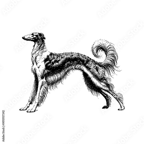 Black and white illustration of a Borzoi dog in a standing pose