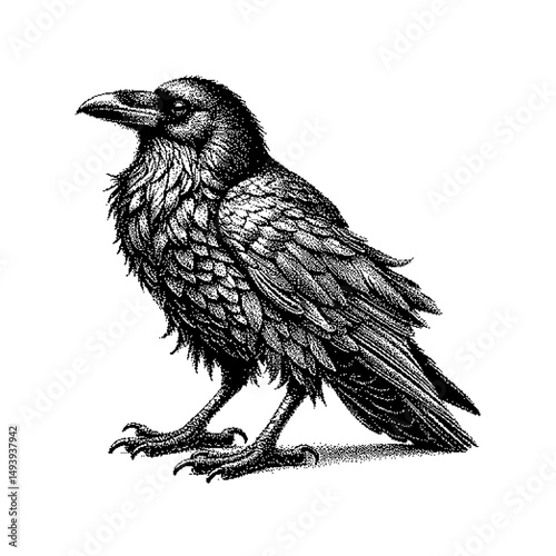 Detailed illustration of a raven, showcasing intricate textures and fine lines.