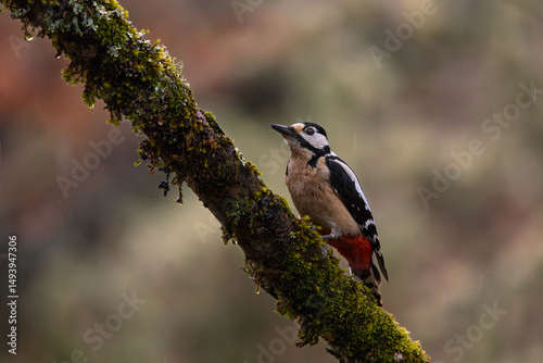 Picapinos - Dendrocopos major