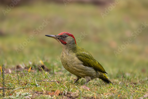 Pito Real - Picus sharpei