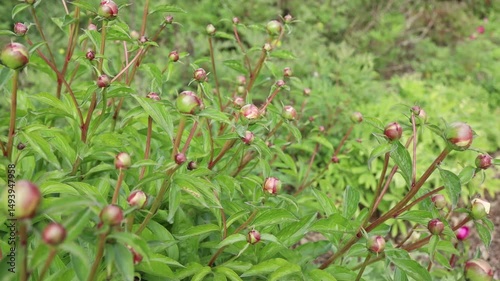 Many unopened peony buds growing in the garden in spring