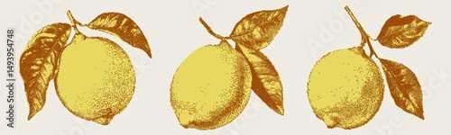 Mediterranean Summer Lemon Branch Harvest Set. Halftone for t-shirt print, invitations, menus, greeting cards. Italian vector graphic with dotted texture. Dolce vita.