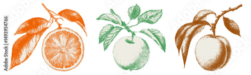 Fruits harvest set. Peach, apple, orange branches. Italian vector Amalfi illustration for t-shirt print, invitations, menus, greeting cards. Dotted texture mediterranean summer halftone clipart. 