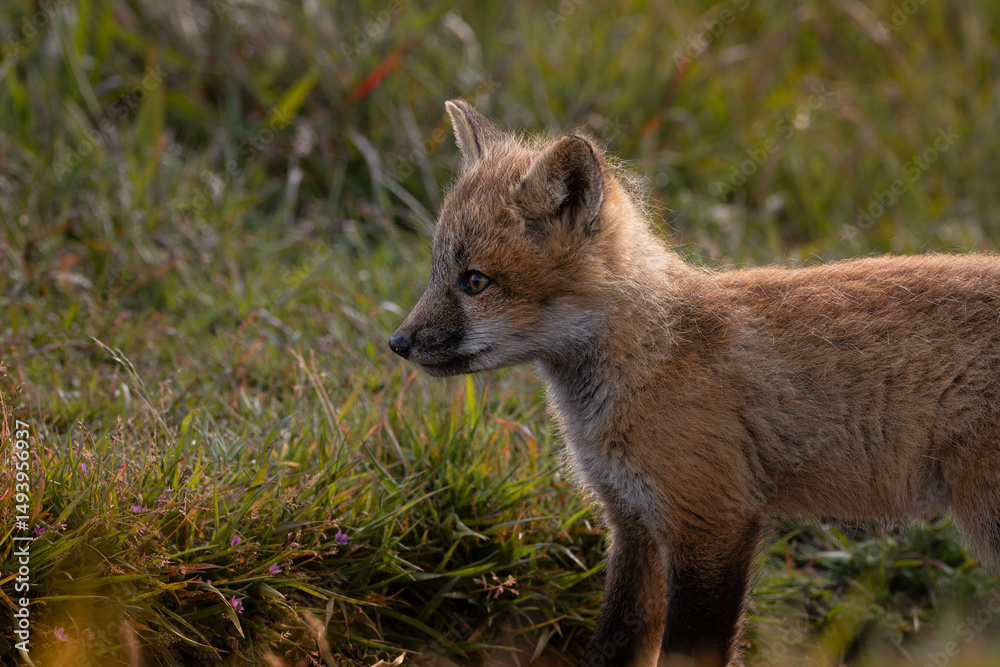 Naklejka premium Red Fox Kit Profile