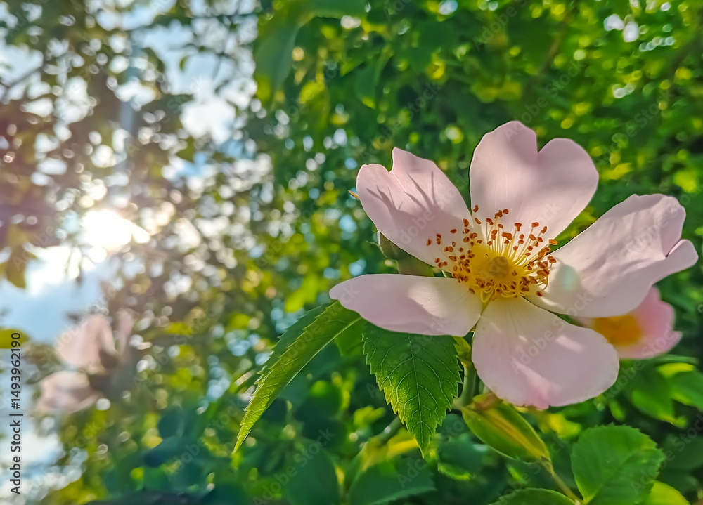 Obraz premium Delicate wild rose flower blooming in soft sunlight with lush green background. A symbol of summer beauty, nature, and gentle atmosphere in close-up floral photography