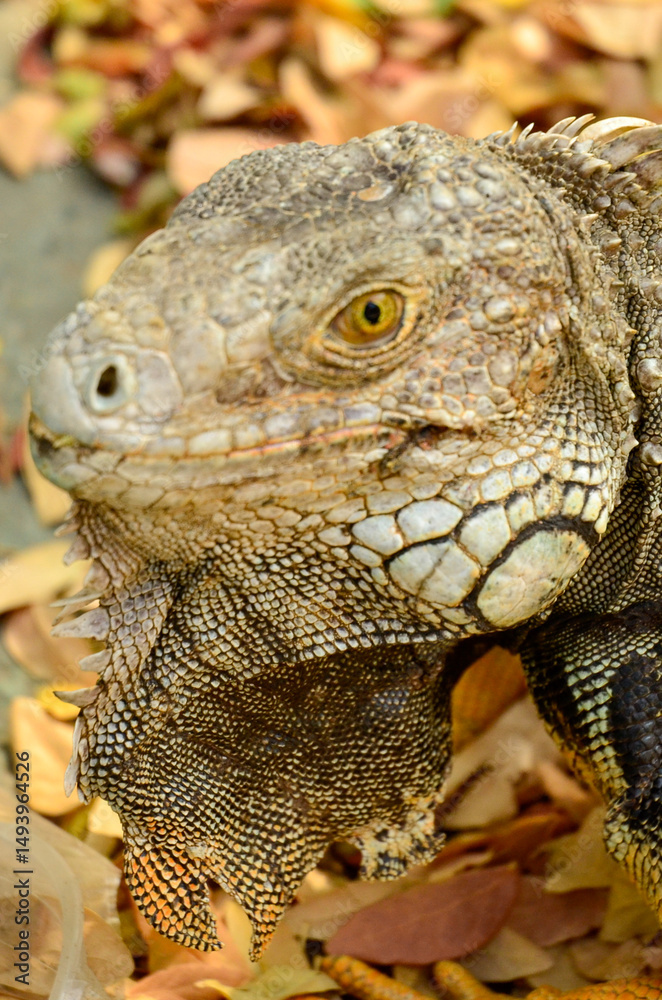 Fototapeta premium Iguana