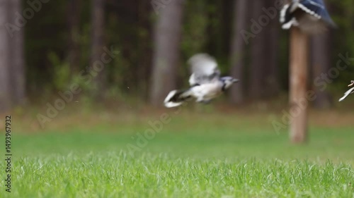 Multiple blue jays taking flight from grass