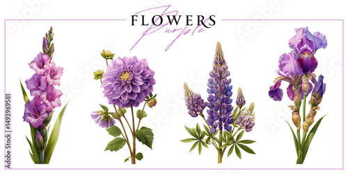 Purple flowers isolated on a white background. Vintage painting style illustration.