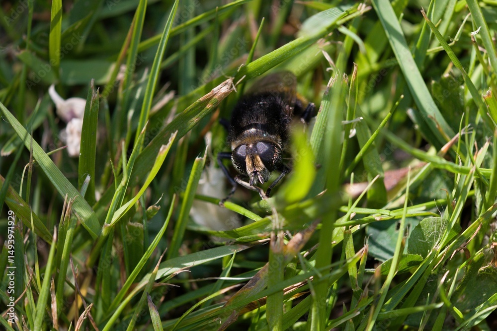 Obraz premium Honey bee crawling in grass.