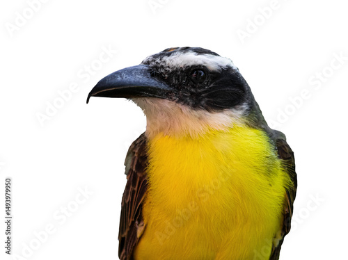 PNG of a Pitangua bird. Megarynchus pitangua

