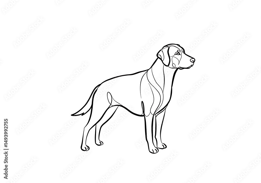 Fototapeta premium Elegant Line Art Labrador: A Single-Line Dog Portrait