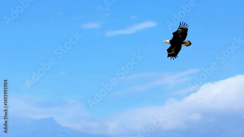 Majestuosa Águila surcando los cielos
