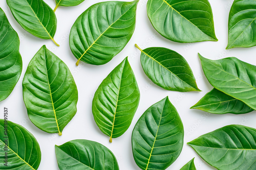 Obraz premium Fresh vibrant green leaves are beautifully arranged on a clean bright white background surface.