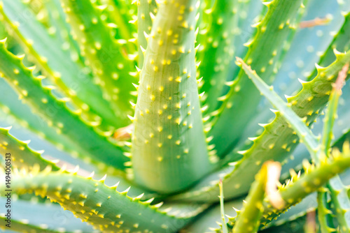 Spiky Elegance: Dramatic Cactus Edges in Sharp Focus