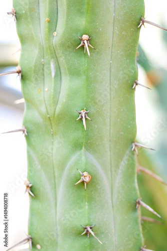 Modern Southwest: Cactus Against Textured Wall