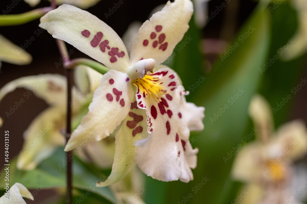 Obraz premium Tropical Elegance: White Orchid Against Dark Background