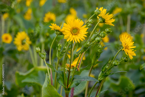 Durchwachsene Silphie (Silphium perfoliatum)