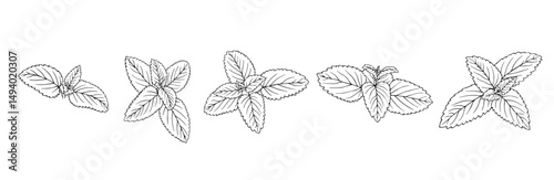 Set of line sketches of mint leaves. Vector graphics.